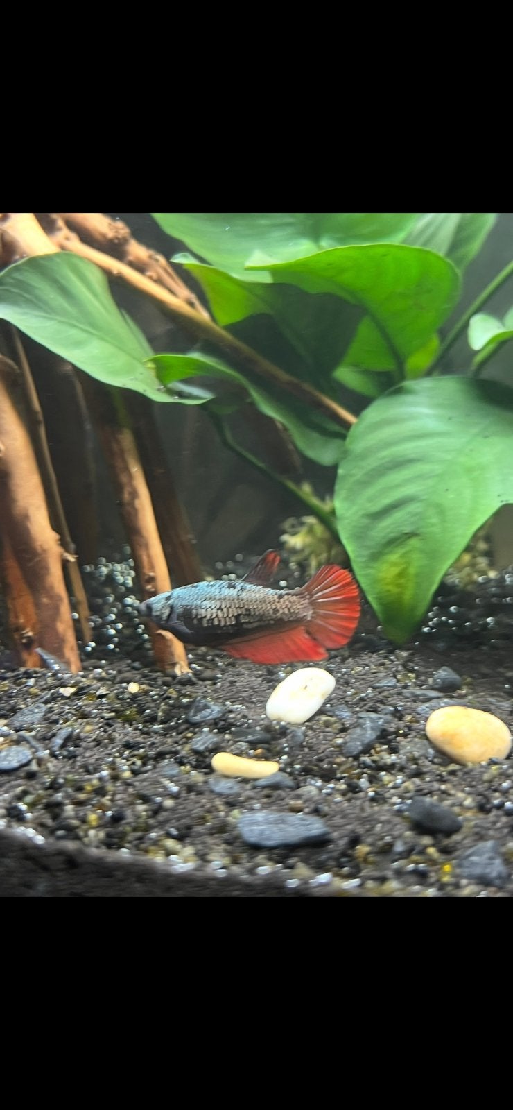 Betta vrouw (kempvis), Dieren en Toebehoren, Vissen | Aquariumvissen, Vis