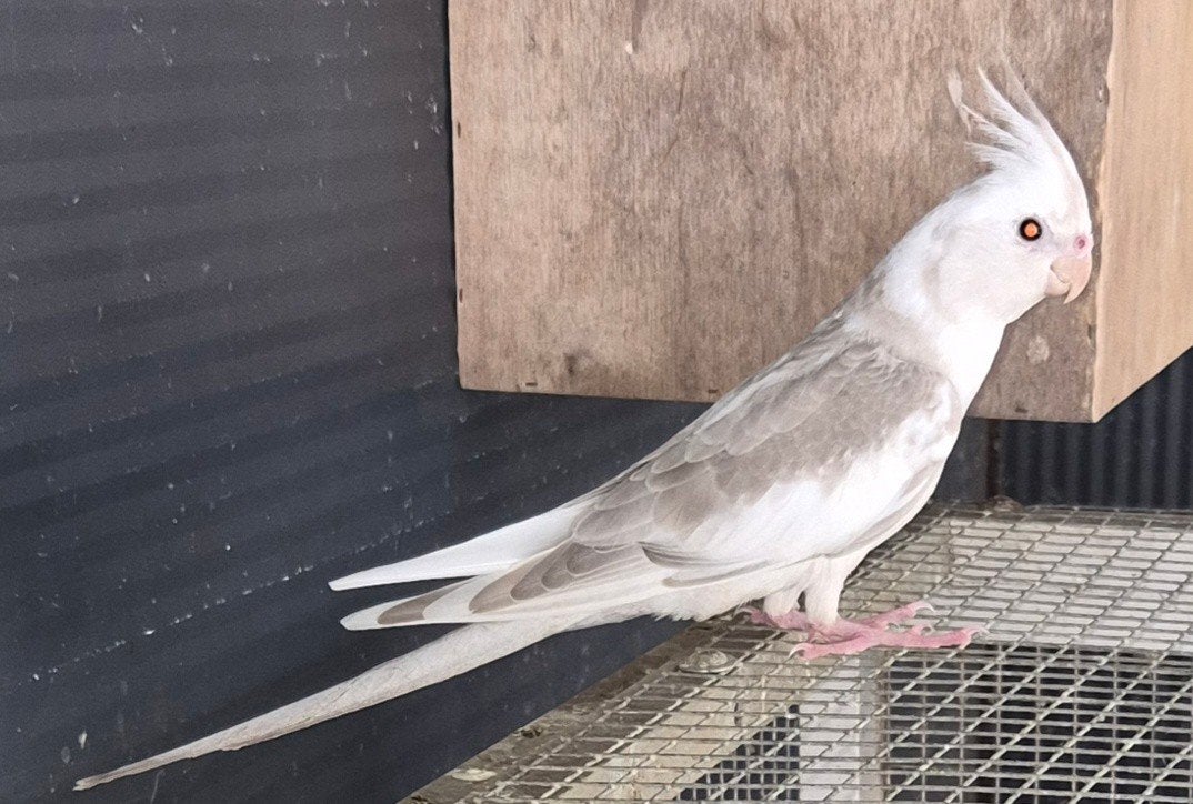 Jonge Valkparkieten, Meerdere dieren, Parkiet