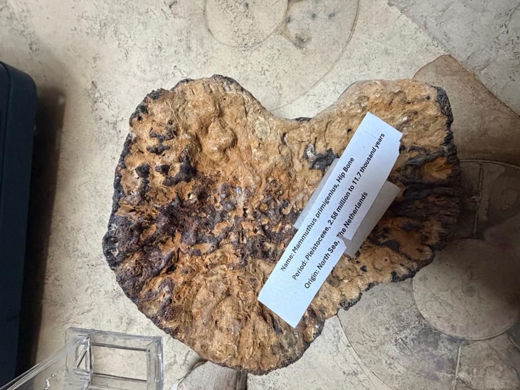 Fossielen van mammoet en dinosaurussen, Verzamelen, Mineralen en Fossielen, Ophalen, Fossiel