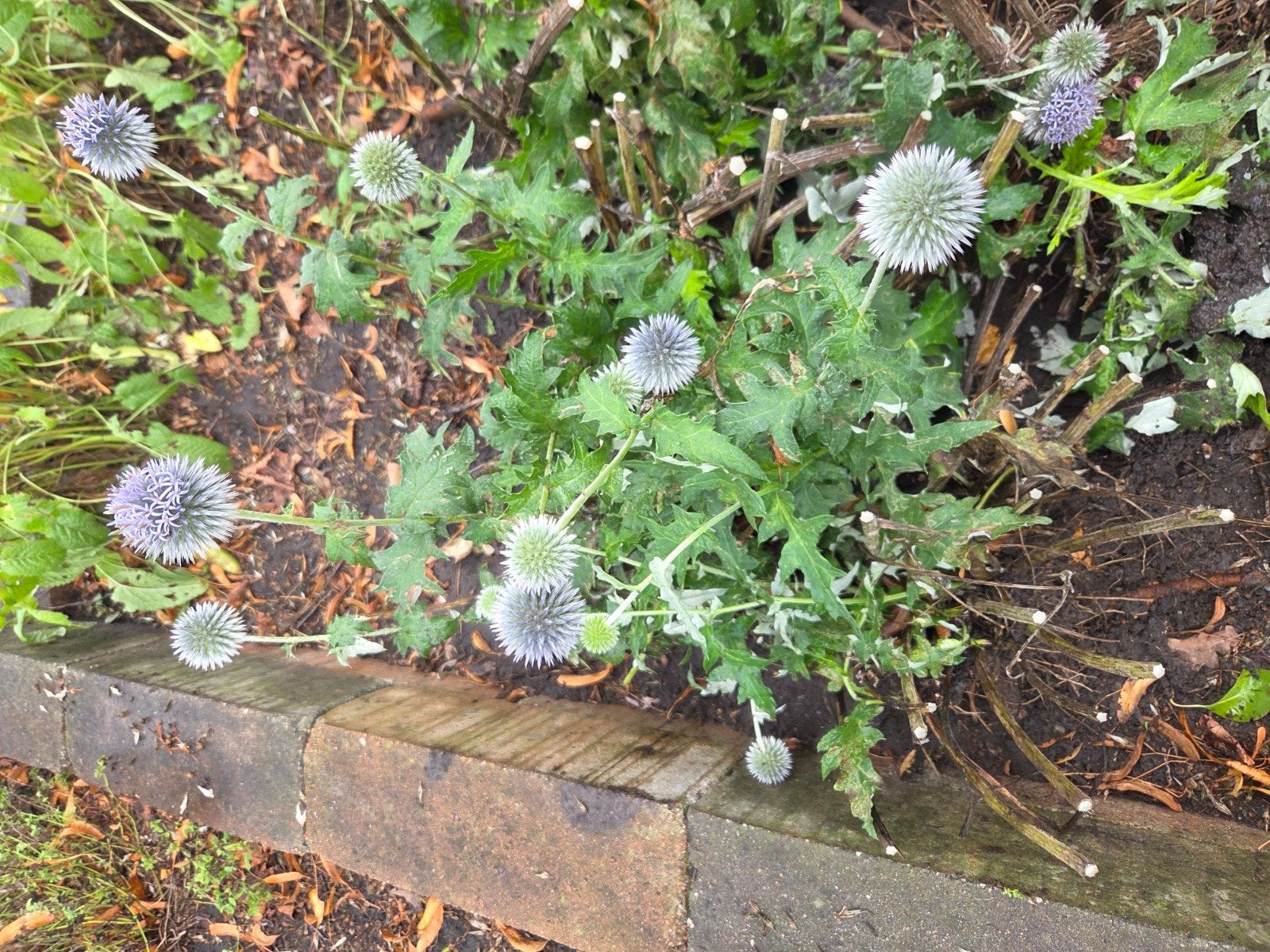sierdistel, Ophalen, Overige soorten, Volle zon