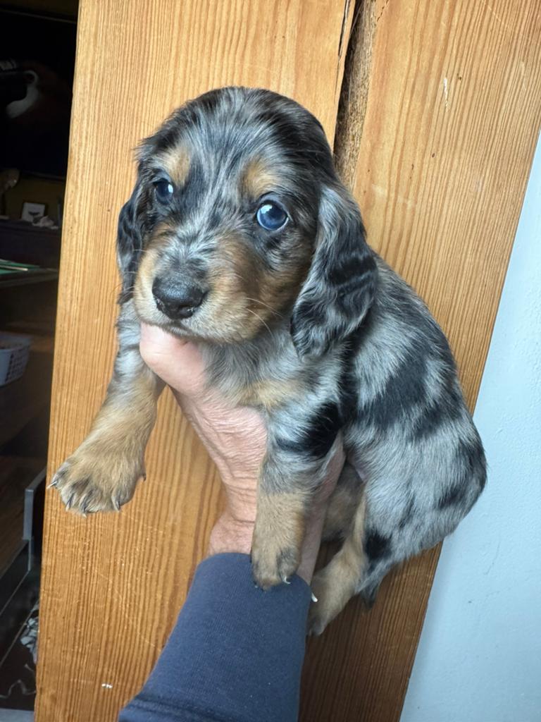 langhaar  teckel pup black merle reu 2000€, Dieren en Toebehoren, Nederland, Parvo, 8 tot 15 weken, Dwerg