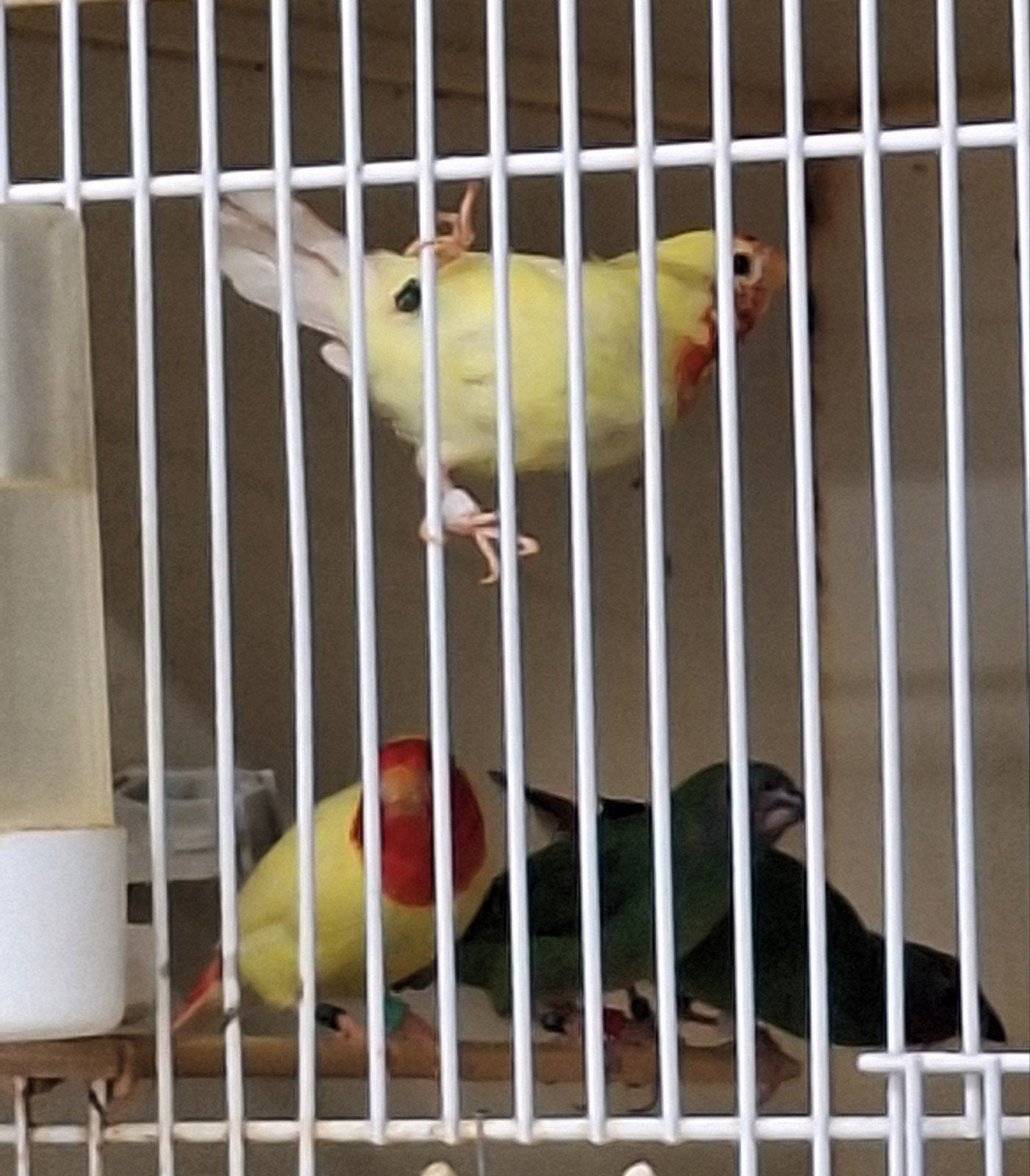 Lutino roodkop papegaaiamadines  kortstaart papegaaiamadines, Dieren en Toebehoren, Vogels | Overige Vogels, Meerdere dieren, Tropenvogel