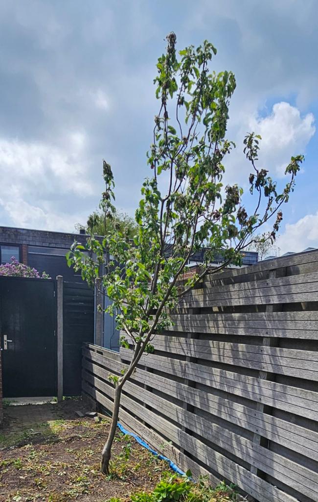 Gratis appelboom, Tuin en Terras, Planten | Bomen, Overige soorten, Lente, 100 tot 250 cm, Ophalen