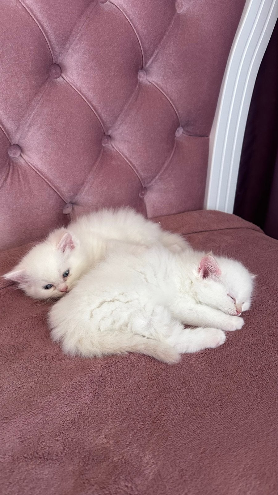 3 lieve kittens zoeken een nieuw huisje, Dieren en Toebehoren, Meerdere dieren, Langharig, 0 tot 2 jaar