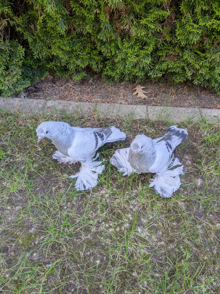 Takla Duiven, Dieren en Toebehoren, Meerdere dieren, Kip