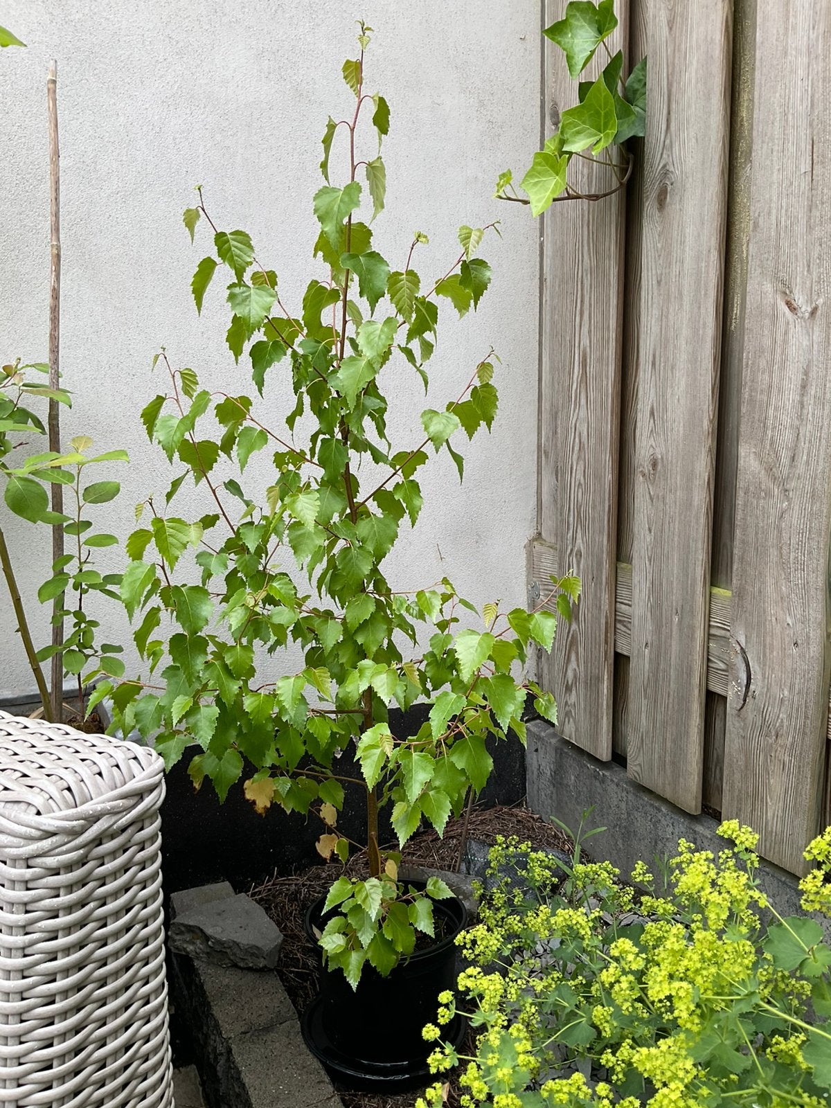 Berken boompje in pot, Tuin en Terras, Planten | Bomen, Bloeit niet, Halfschaduw, Overige soorten, 100 tot 250 cm