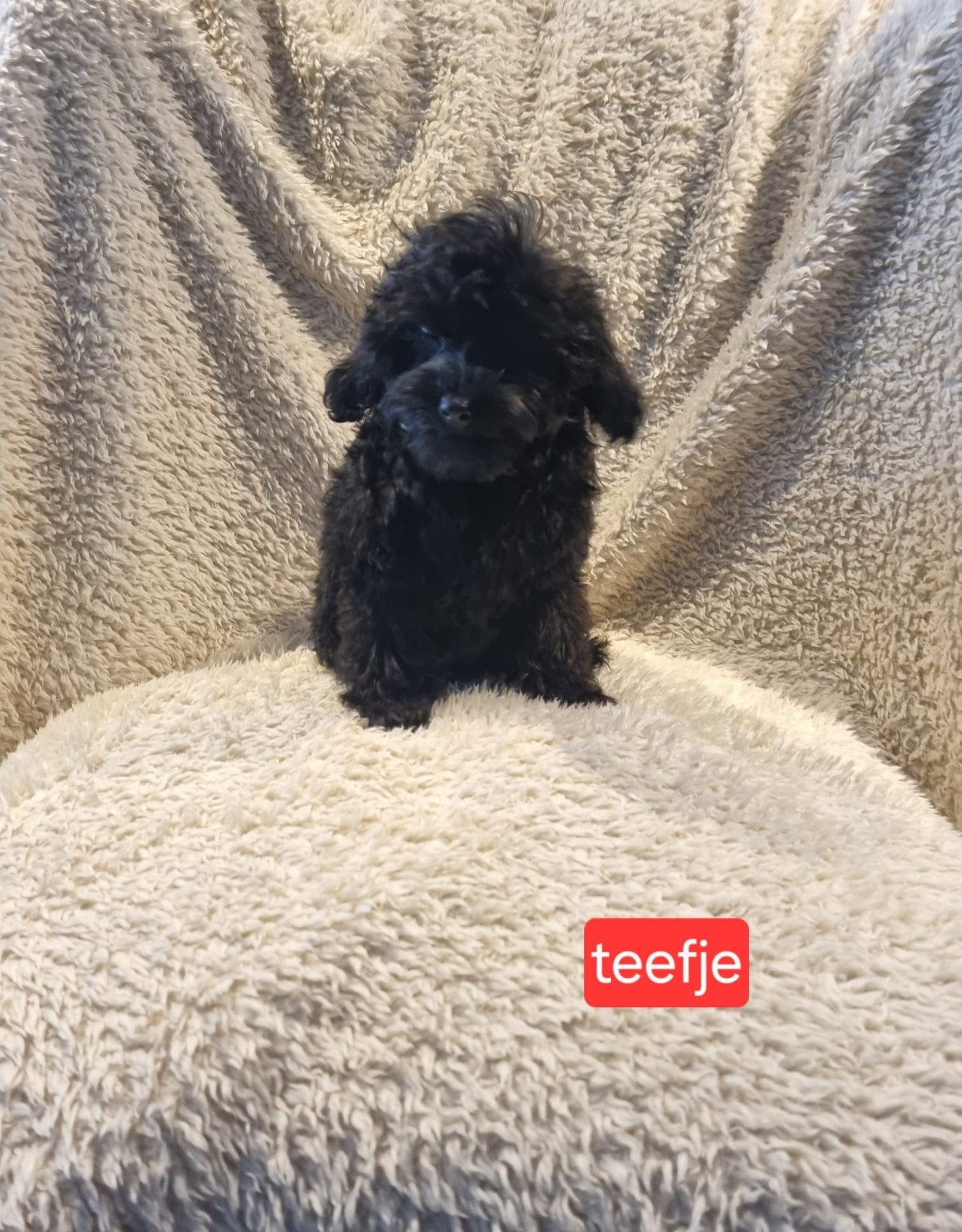 Cavapoo pups volledig ingeënt, 15 weken tot 1 jaar, Overige rassen, Parvo, Meerdere dieren