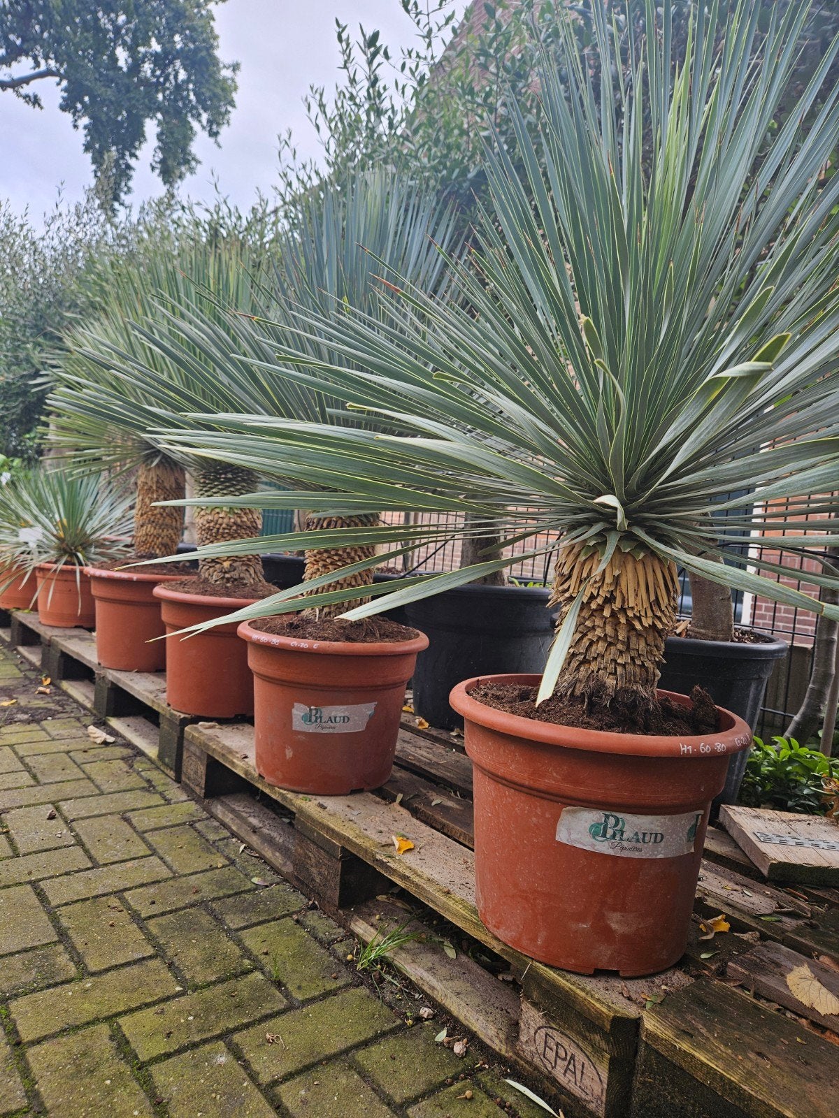 Winterharde Yucca Rostrata - 80-90cm hoog, 30cm stam, Overige soorten, Volle zon, Vaste plant, Ophalen of Verzenden
