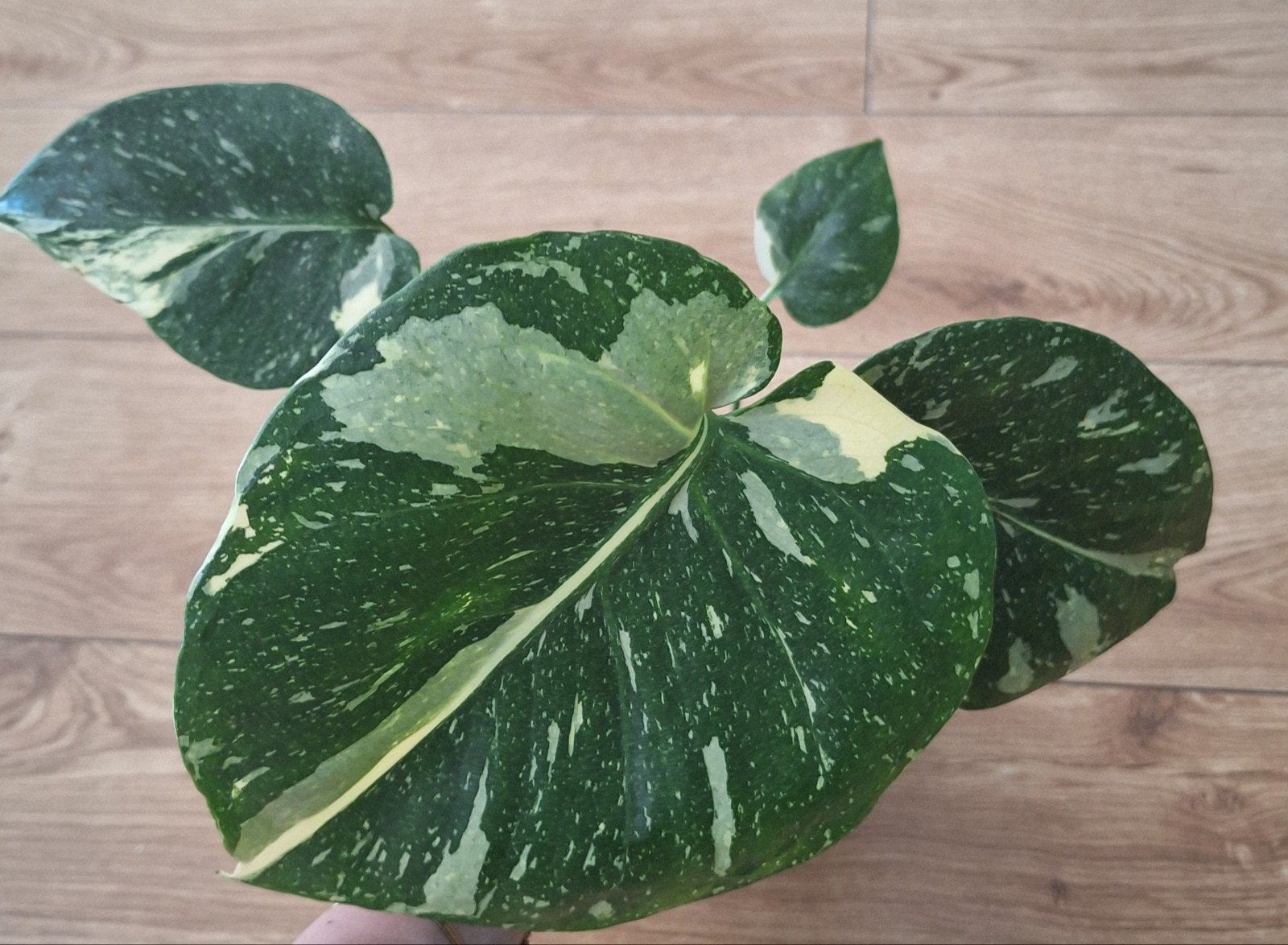 Monstera thai constellation, Huis en Inrichting, Kamerplanten, Ophalen, Halfschaduw, Minder dan 100 cm