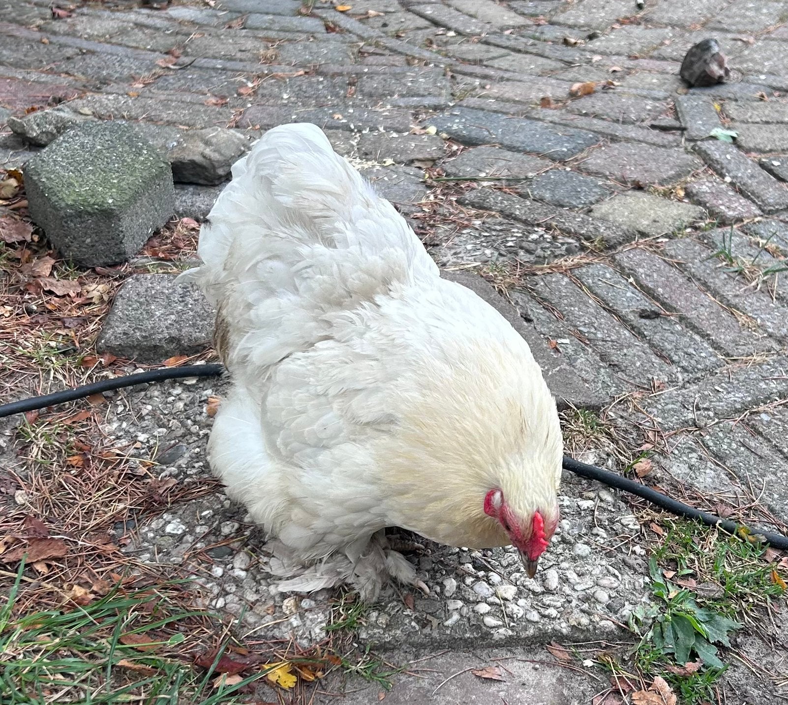 1 leg kip kuiken en drie witte krielkipjes van vorig jaar, Dieren en Toebehoren, Pluimvee, Meerdere dieren, Kip