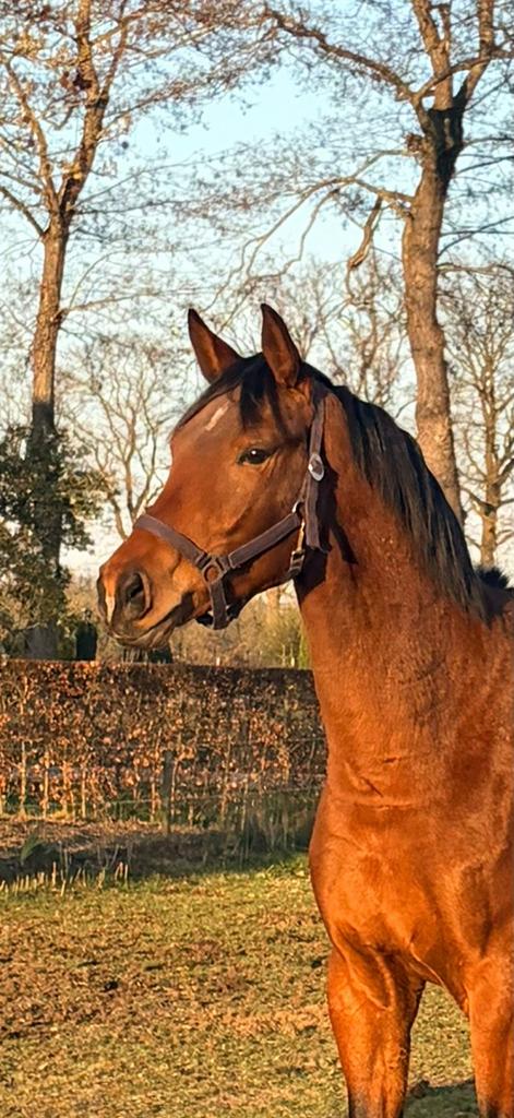 Ruin te koop, Met stamboom, Ruin, Dressuurpaard, 3 tot 6 jaar