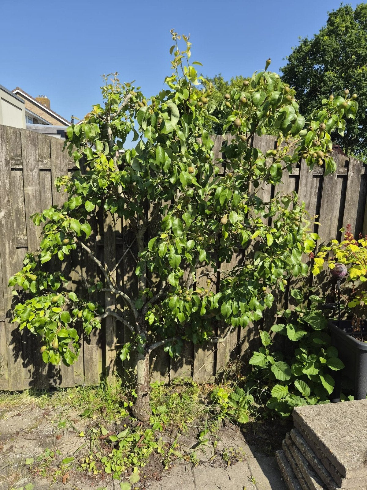 2 volwassen perenbomen moet weg! Binnen 2 dagen ophalen!, Tuin en Terras, Planten | Fruitbomen, Ophalen, Perenboom