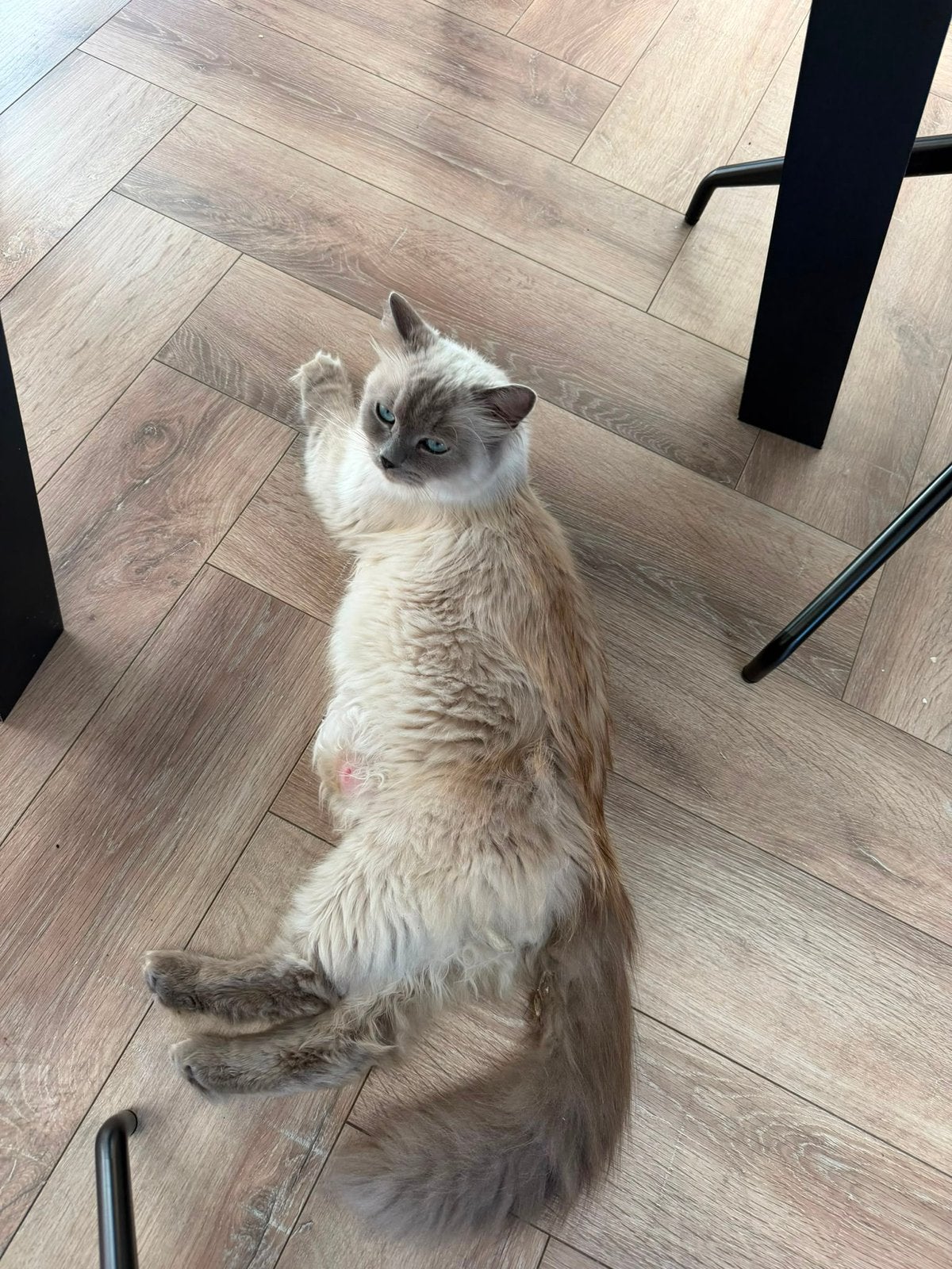 Lieve poes te koop ragdoll, Poes