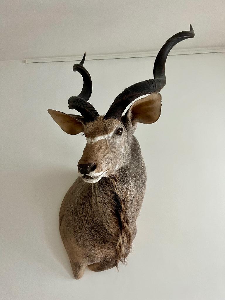 Opgezette Koedoe, Verzamelen, Dierenverzamelingen, Ophalen, Zo goed als nieuw, Wild dier, Opgezet dier