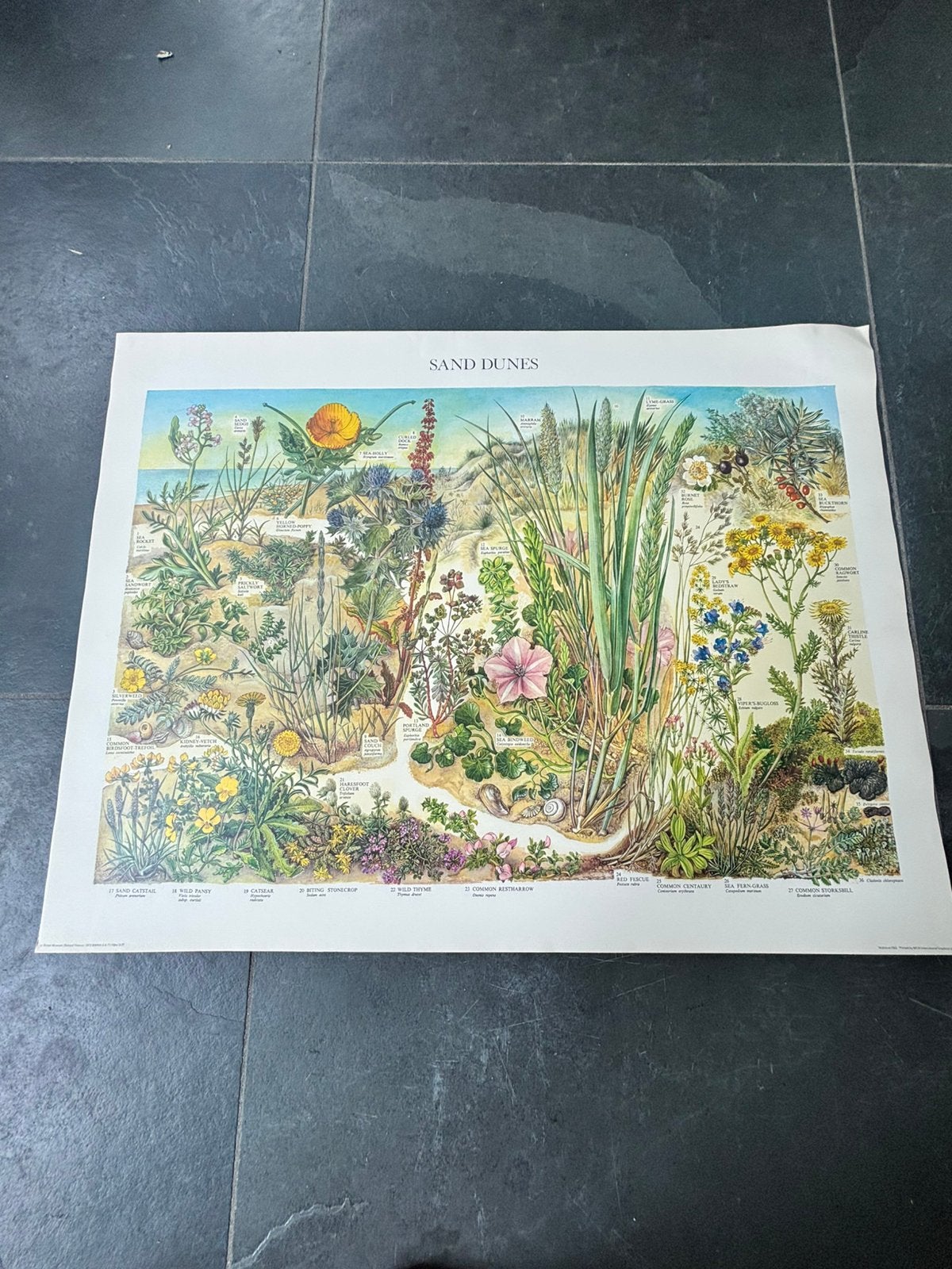 Natuurhistorische poster, A1 formaat. Sand dunes, Ophalen of Verzenden, Gebruikt, A1 t/m A3, Film en Tv