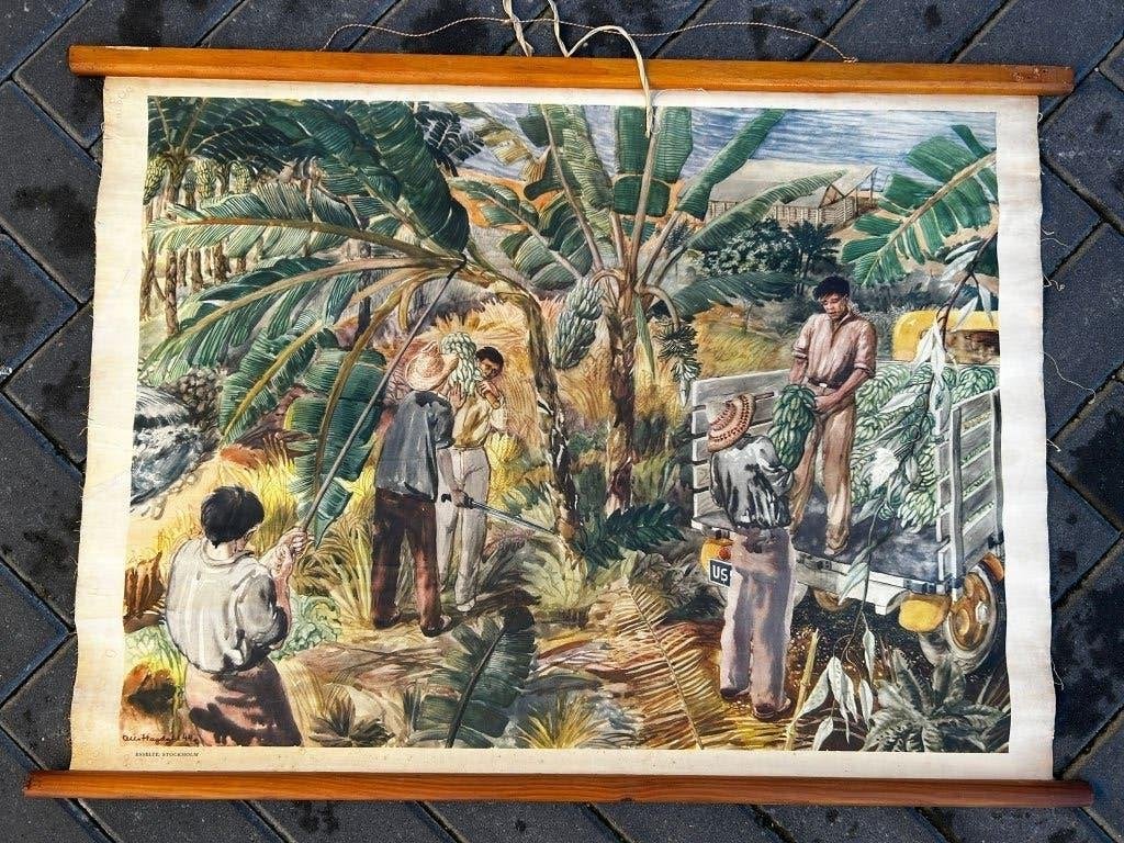 Schoolplaat met de oogst van bananen, Ophalen of Verzenden, Aardrijkskunde