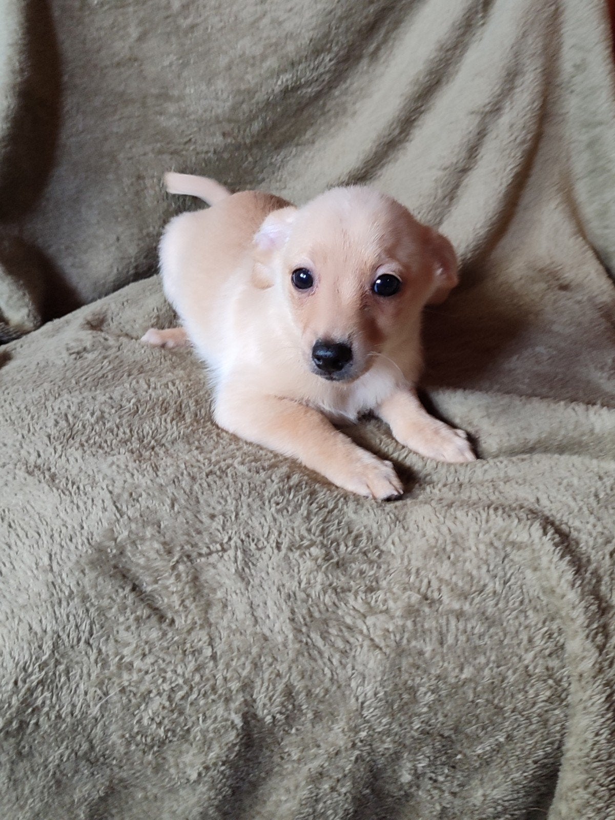 Hele lieve, leuke Dwergteckel x Keeshond pups., CDV (hondenziekte), 8 tot 15 weken, Dwerg, Meerdere