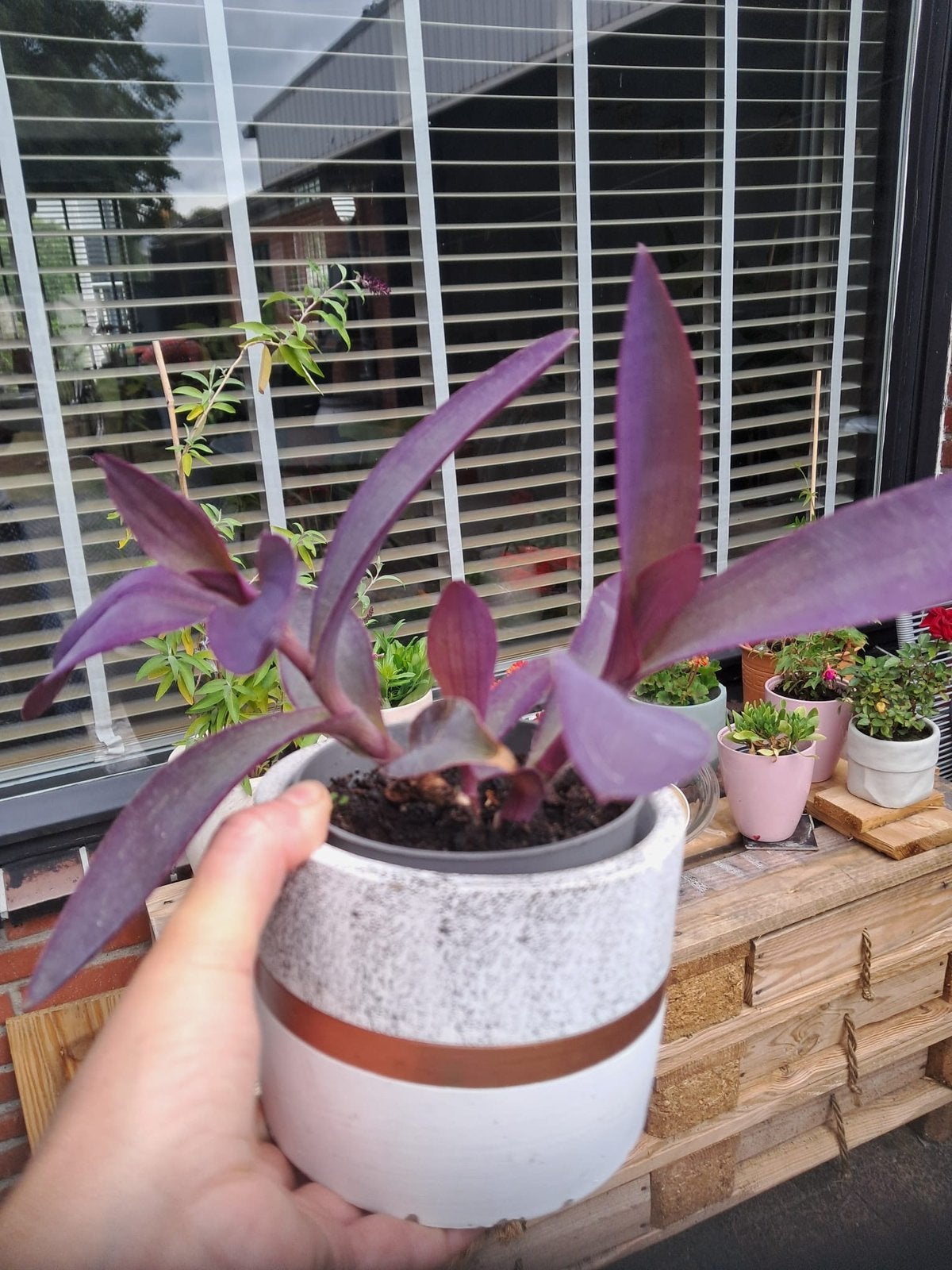Tradescantia (Paarse Hart) - Kleine en Grote Planten, Overige soorten, Volle zon, Vaste plant, Ophalen of Verzenden