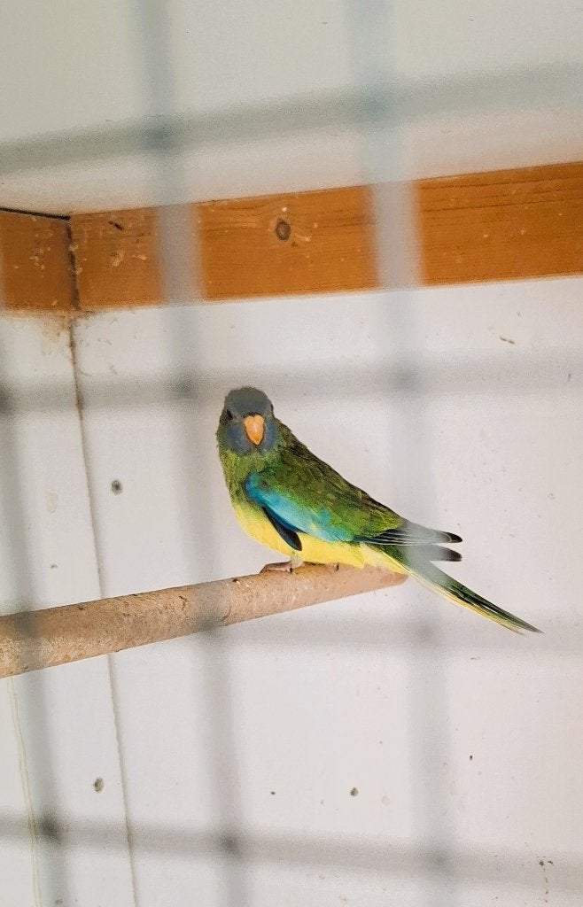 splendid vogels, Vrouwelijk, Parkiet