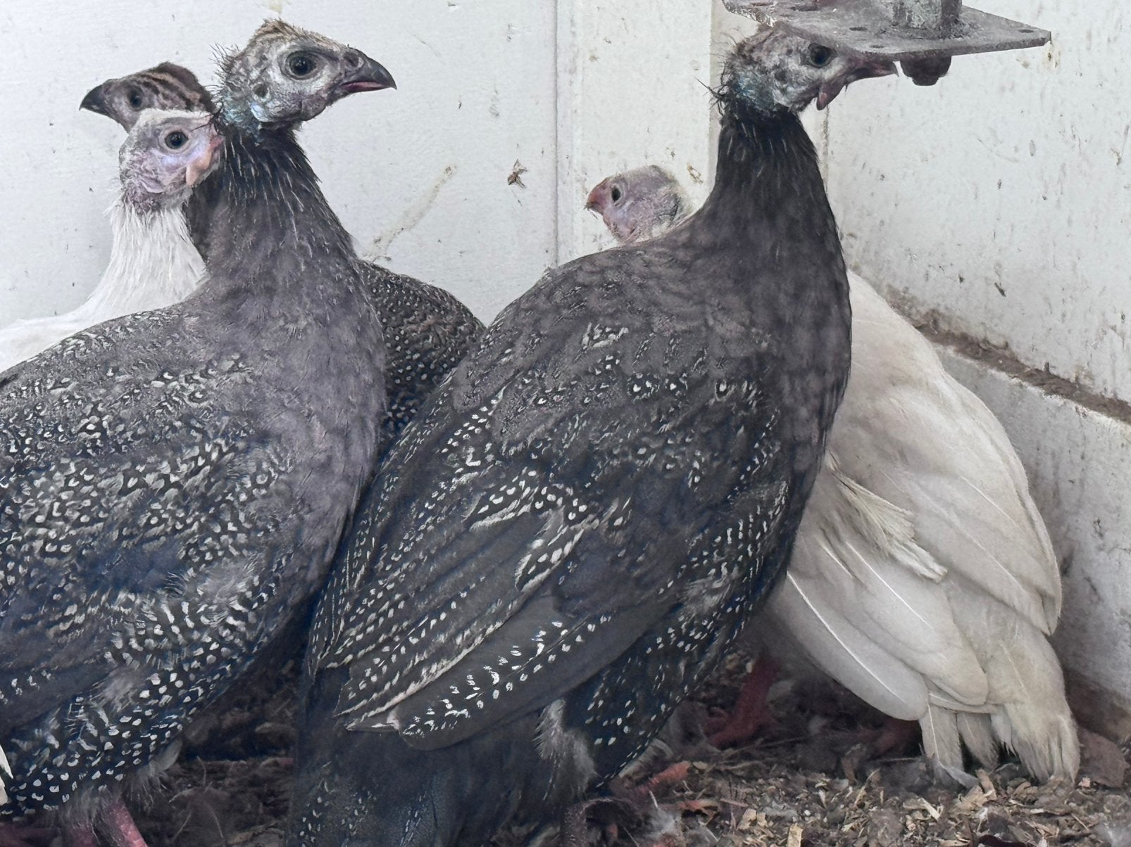 Jonge parelhoenders van onverwante ouders, Dieren en Toebehoren, Meerdere dieren, Eend