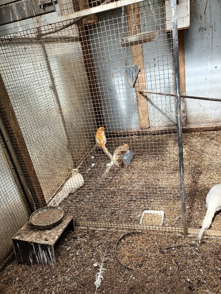 peach goudfazanten, Dieren en Toebehoren, Meerdere dieren, Geringd