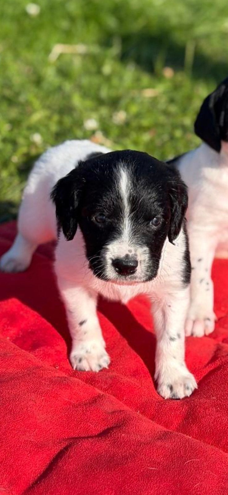 Unieke kruising friese stabij x duitse staande korthaar, Dieren en Toebehoren, Honden | Niet-rashonden, 8 tot 15 weken, Meerdere