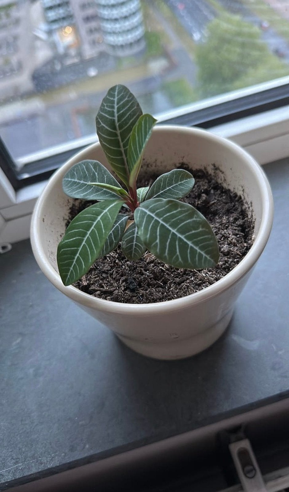 Stekjes van  Euphorbia/jewel madagascar, Ophalen, Halfschaduw, Minder dan 100 cm