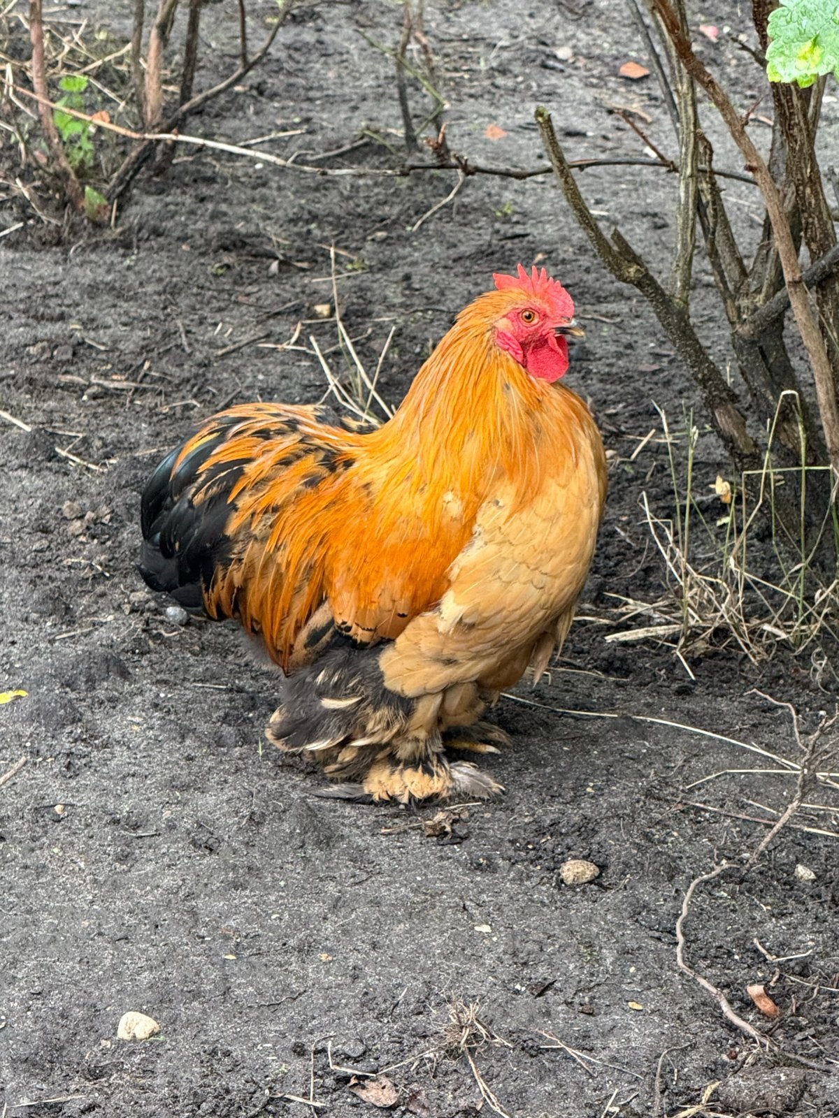 Gratis af te halen onze prachtige Cochin haan., Dieren en Toebehoren
