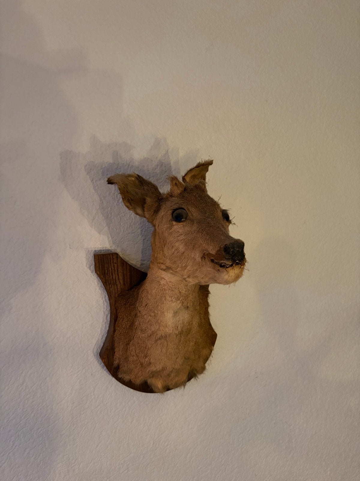 Opgezette reekop - Vintage wanddecoratie, Ophalen
