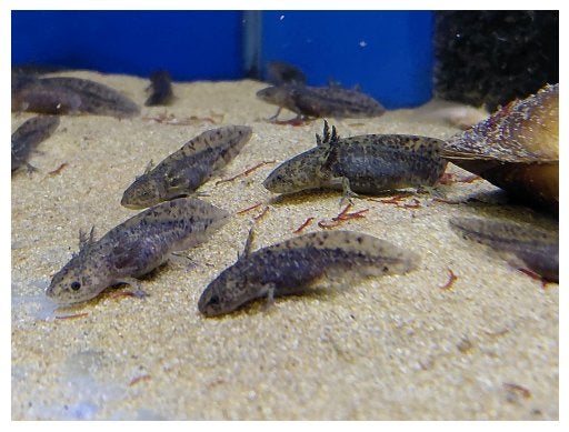Mooie axelotls, Dieren en Toebehoren, Amfibie, 0 tot 2 jaar