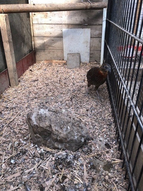 fazanten temminck tragopaan koppel, Meerdere dieren, Overige soorten