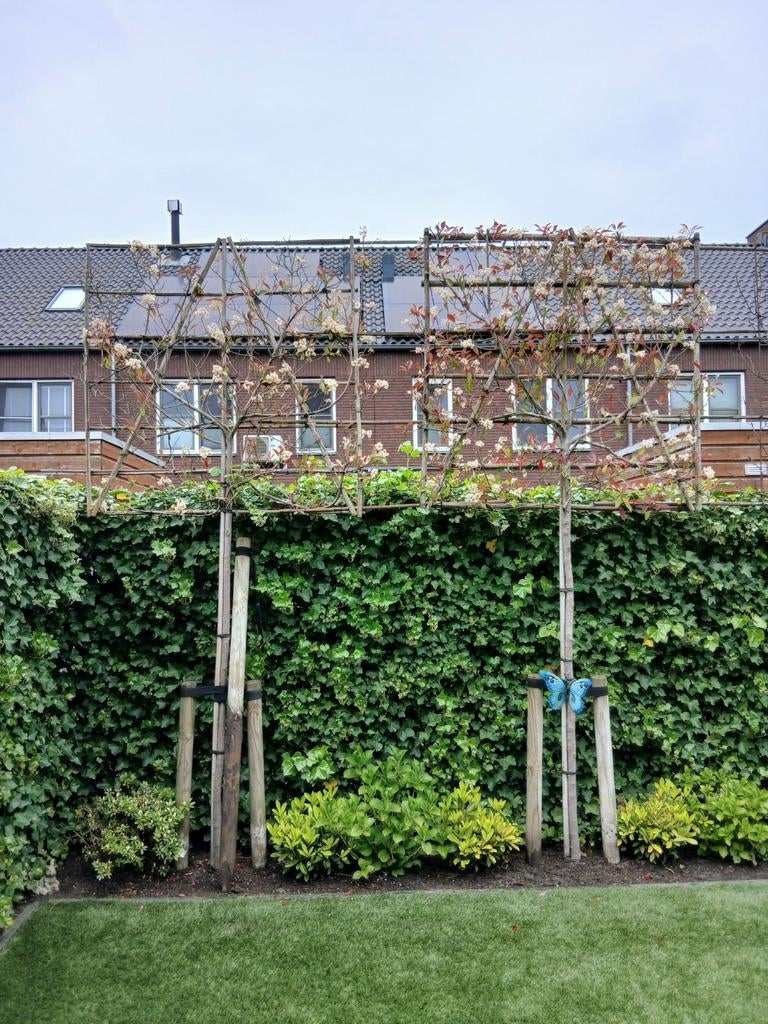 Tekoop 2 red robin glansmispel leibomen, Tuin en Terras, Ophalen, Leiboom, Halfschaduw, Lente