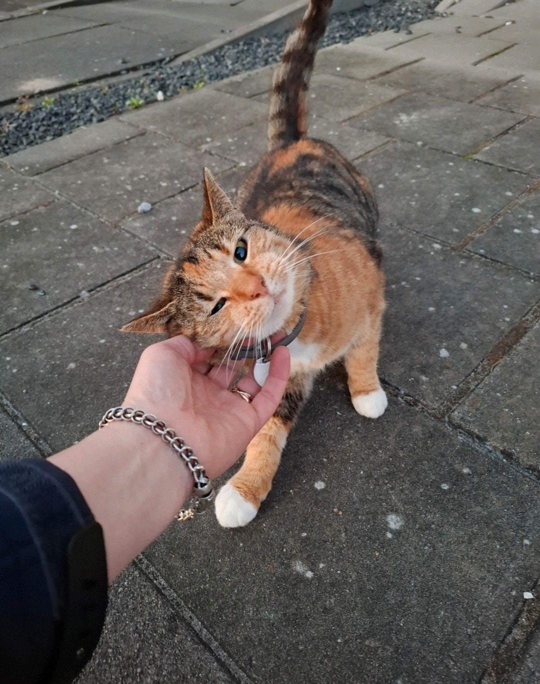 Huisdieren oppas, Vrouwelijk, Papegaai