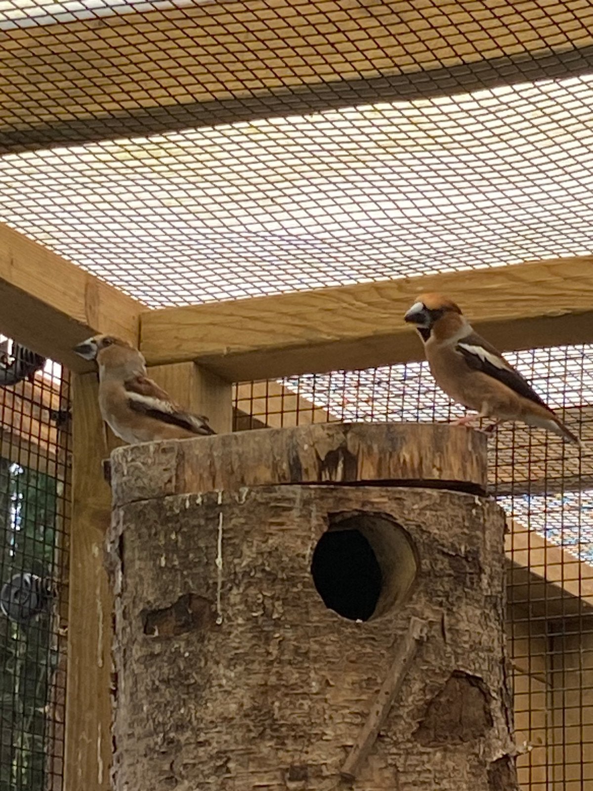 Koppel europese appelvinken 2025 EK, Meerdere dieren, Wildzangvogel, Geringd