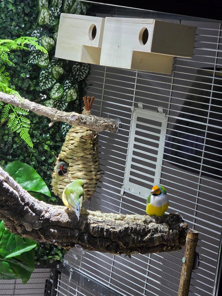Gould amadine, Meerdere dieren