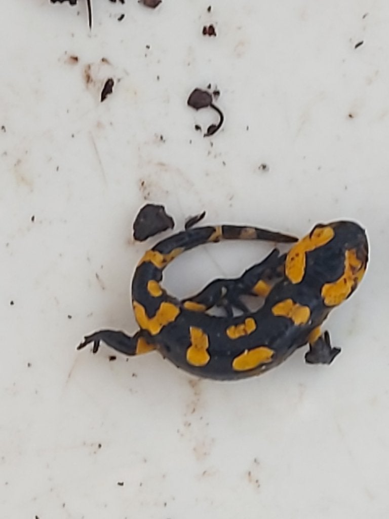 Vuursalamander (Salamandra salamandra terrestris), Dieren en Toebehoren, Reptielen en Amfibieën, Amfibie, 0 tot 2 jaar