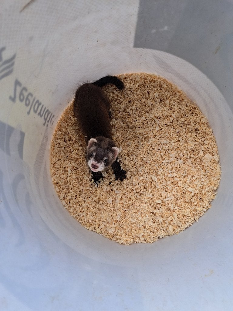jong Fretjes, Mei, Meerdere dieren, Fret