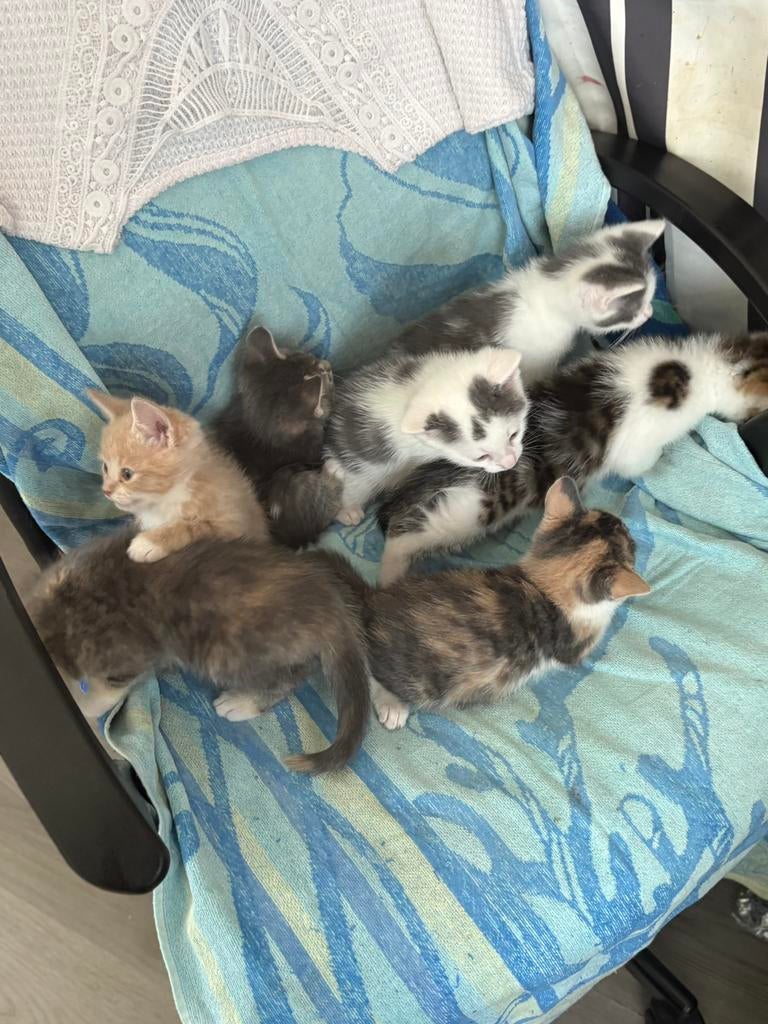 Kittens katertje en poesjes, Meerdere dieren, Kortharig, 0 tot 2 jaar