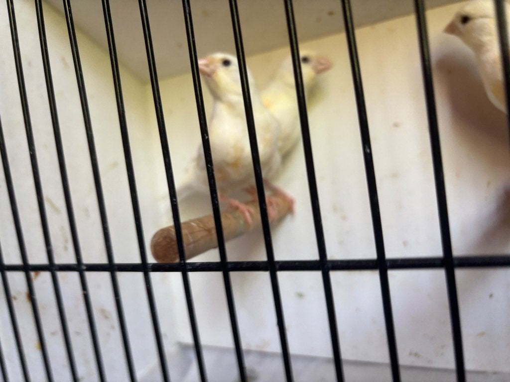Kanaries, Meerdere dieren, Kleurkanarie