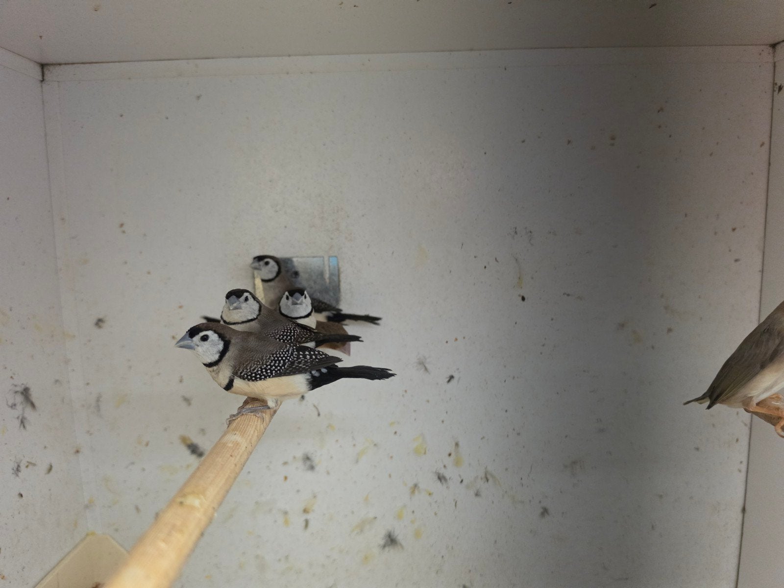 3-3 Bichenows €50,- per koppel, Dieren en Toebehoren, Vogels | Overige Vogels, Meerdere dieren