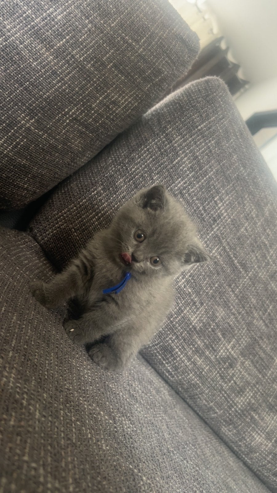 Brits korthaar kitten laatste over, Meerdere dieren, Ontwormd