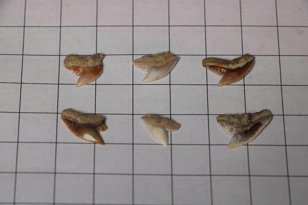Haaientanden set, Verzamelen, Mineralen en Fossielen, Ophalen of Verzenden