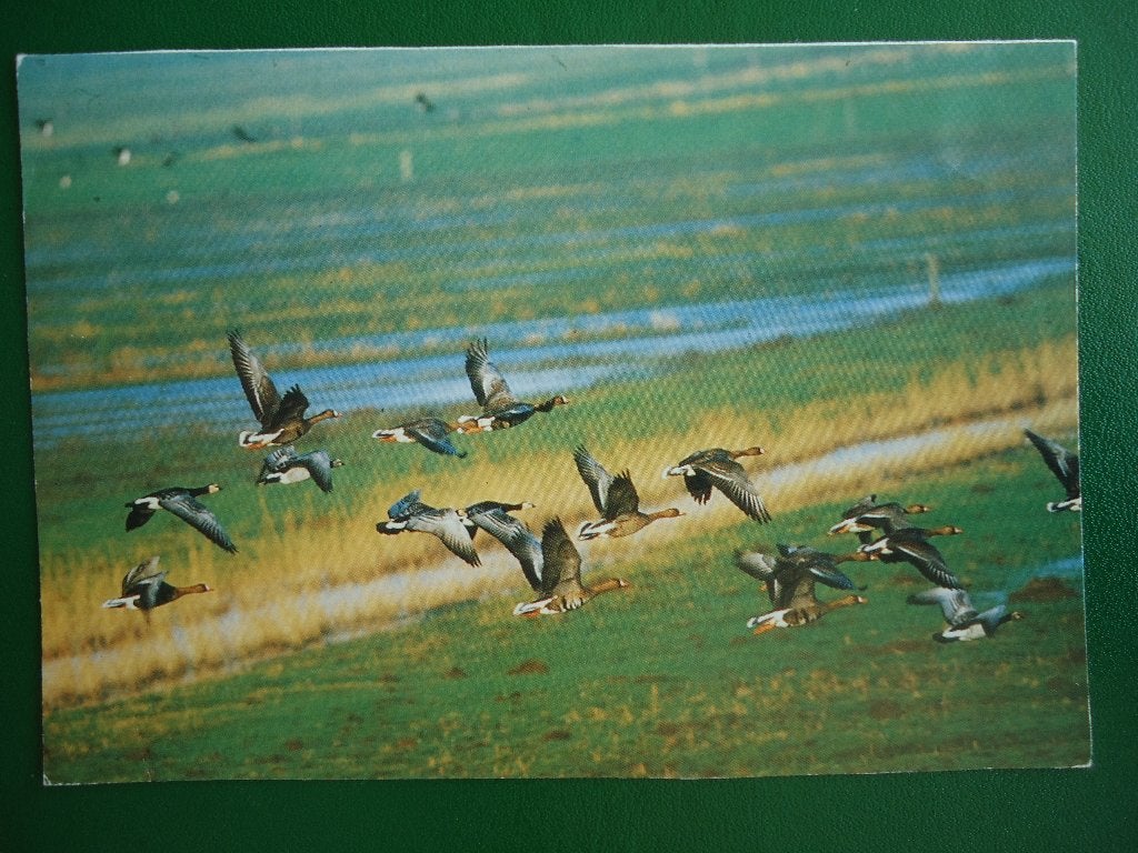 (2094) Dierenkaart: EENDEN, Verzenden, 1980 tot heden, Gelopen, Vogel