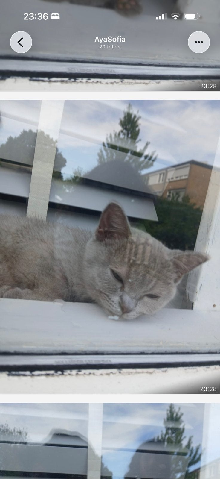 Kort brits poes, Dieren en Toebehoren, Poes, Gechipt