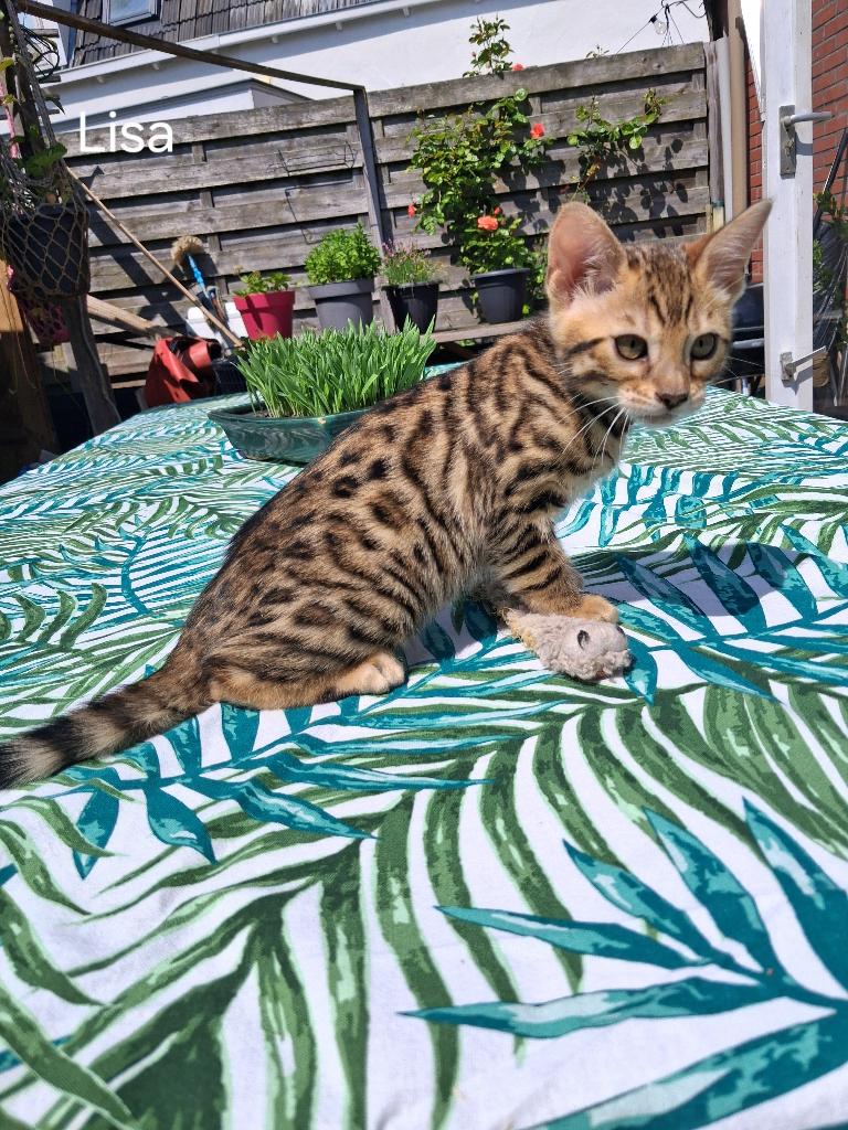 Bengaal/Bengaalse kittens met stamboom, Meerdere dieren, Met stamboom, 0 tot 2 jaar