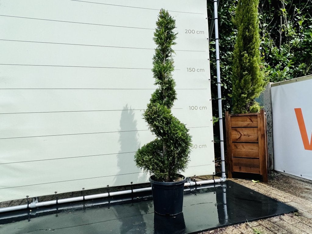 Cupressocyparis Leylandii - Spiraal - hoogte 175 cm, In pot, Bloeit niet, Halfschaduw, 100 tot 250 cm