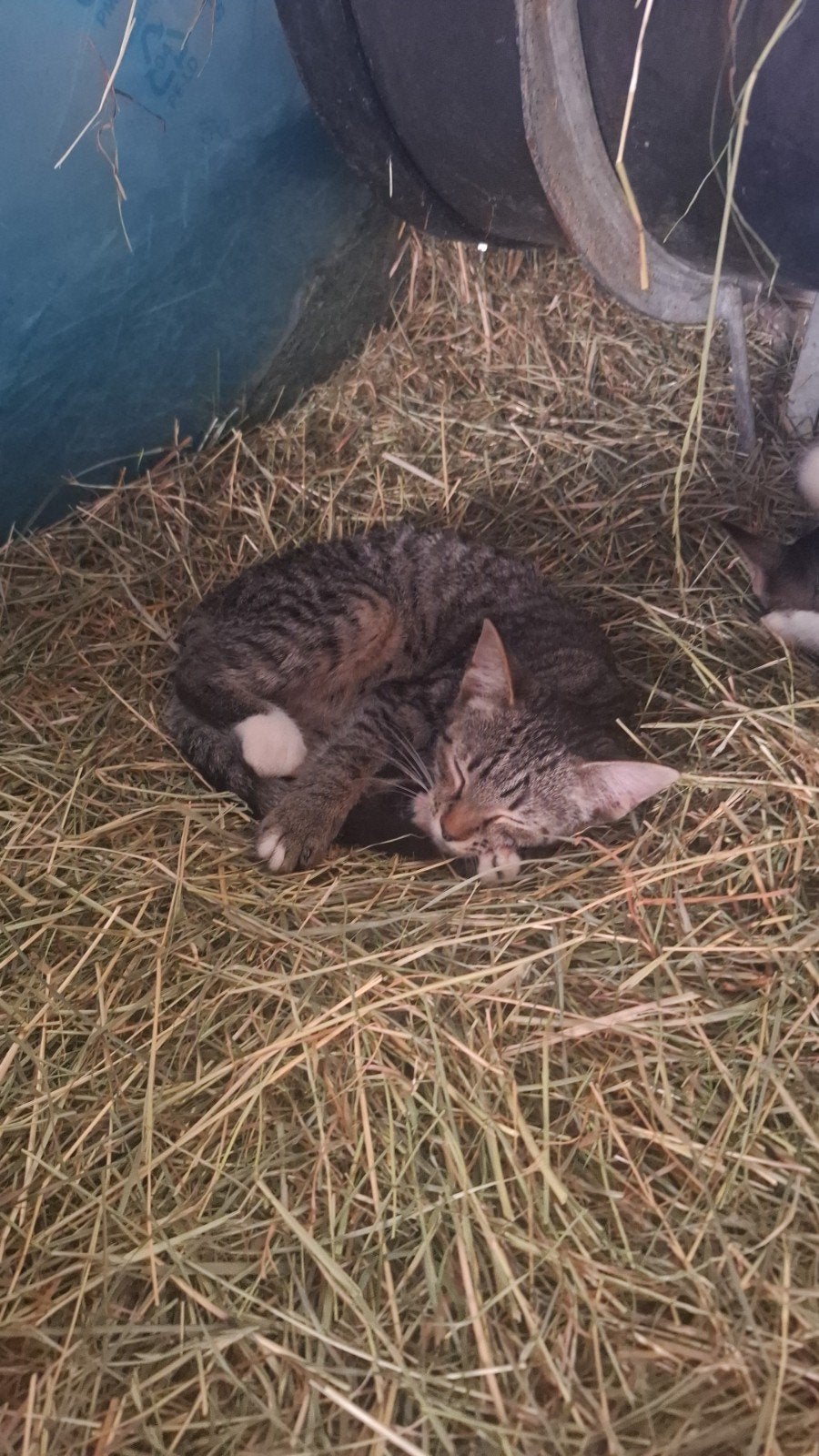 hele lieve mooie kittens, Dieren en Toebehoren, Meerdere dieren, Kortharig, 0 tot 2 jaar