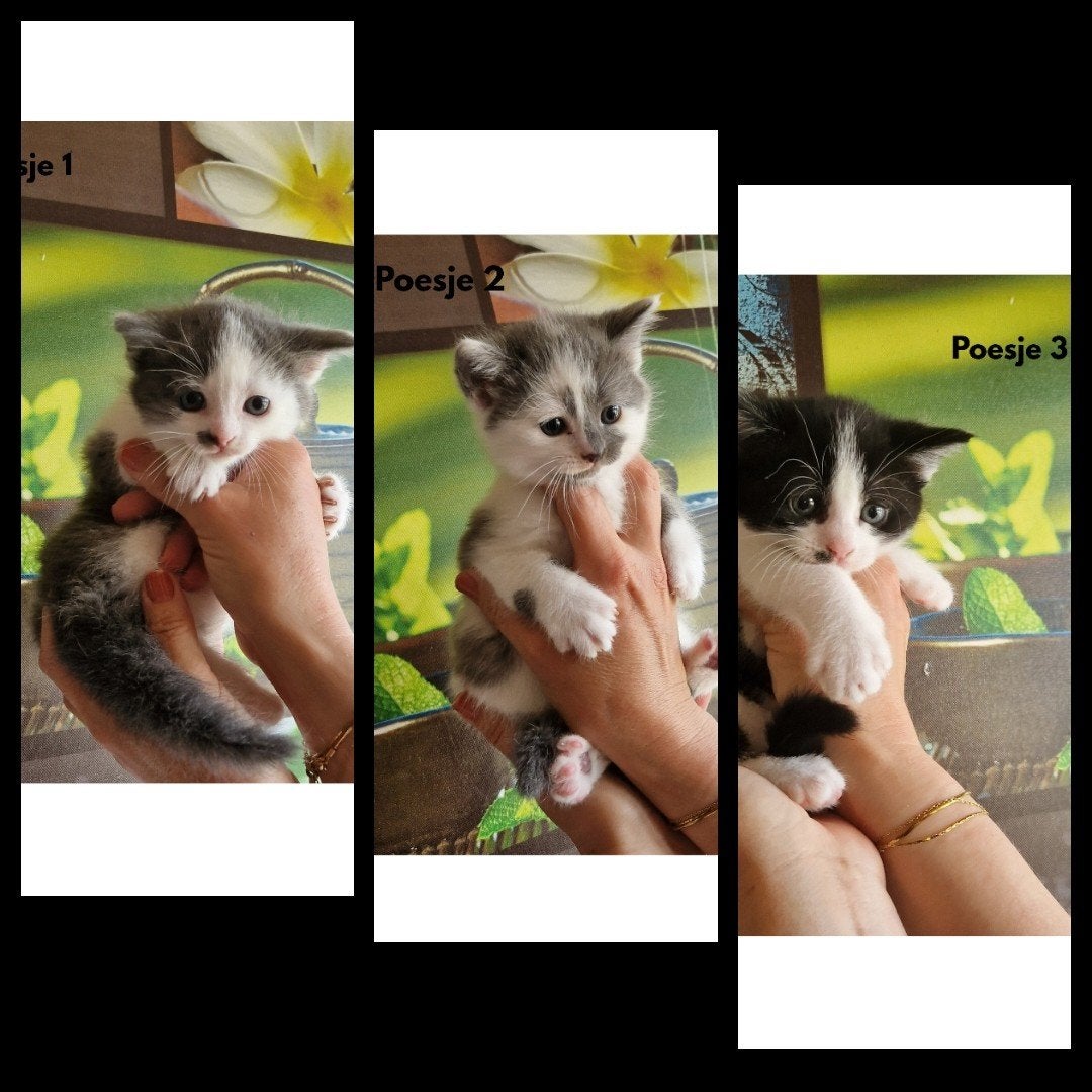 Kittens zoeken gouden mandje!!
