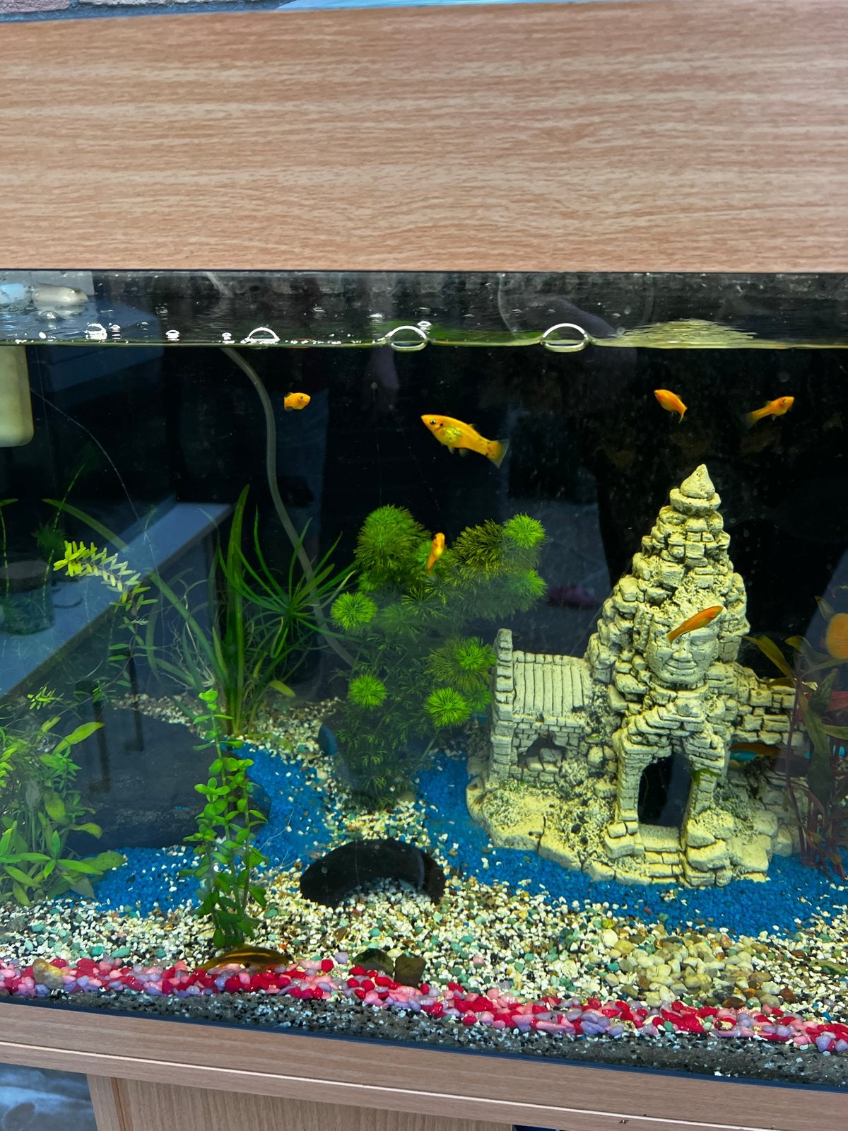 Oranje Molly babys 5x, Dieren en Toebehoren