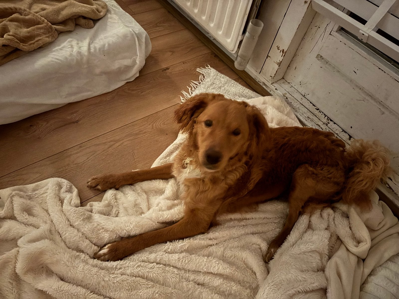Lieve hond, Reu, 1 tot 2 jaar, Parvo, Eén hond